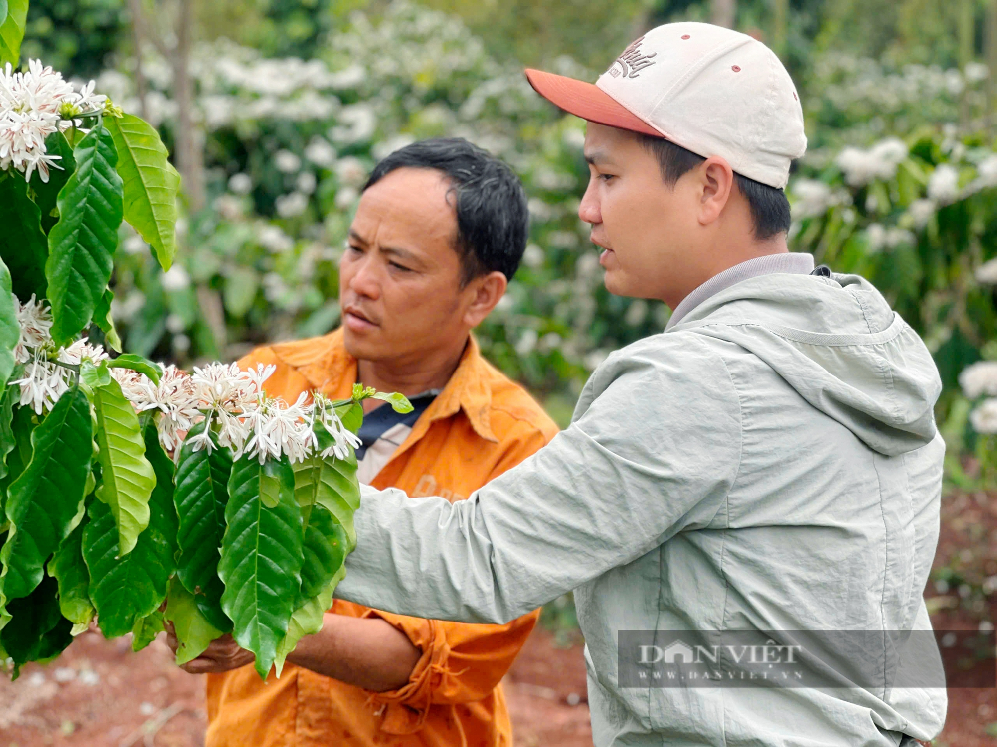 Mưa trái mùa ở Đắk Lắk đẩy nhiều loại cây tiền tỷ vào nguy cơ mất mùa - Ảnh 3.